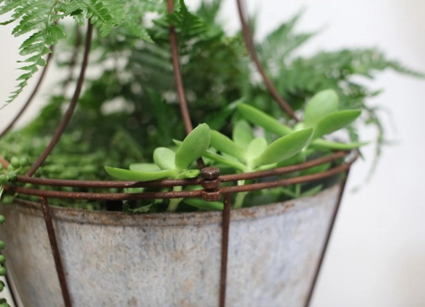 Abari Caged Hanging Planter