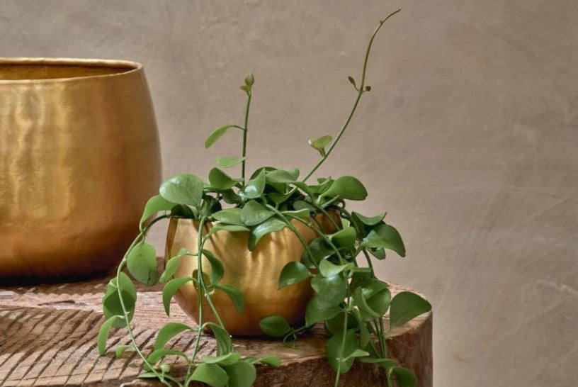 Atsu Brass Planter